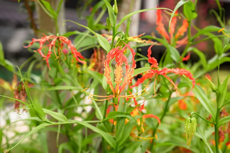 Brightly colored Gloriosa lilies with red and yellow, wavy-edged petals and slender green leaves thrive among lush foliage in the tranquil garden at St. Mark Village senior living community.