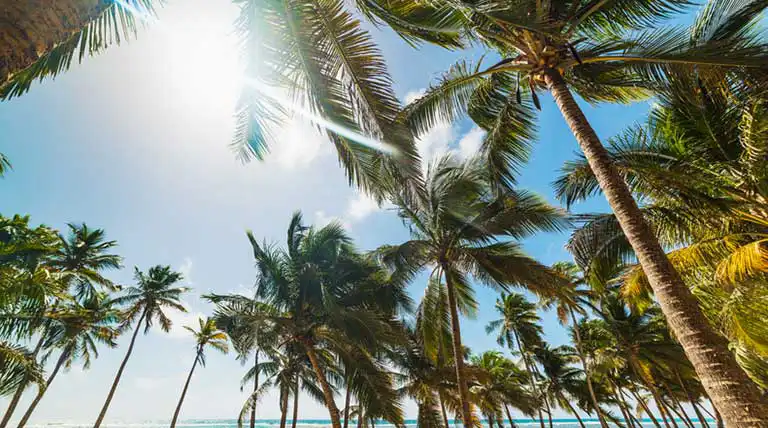 Tall palm trees with green fronds stretch under a bright blue sky at St. Mark Village, creating a serene atmosphere perfect for senior living. Sunlight and soft clouds complete this peaceful backdrop.